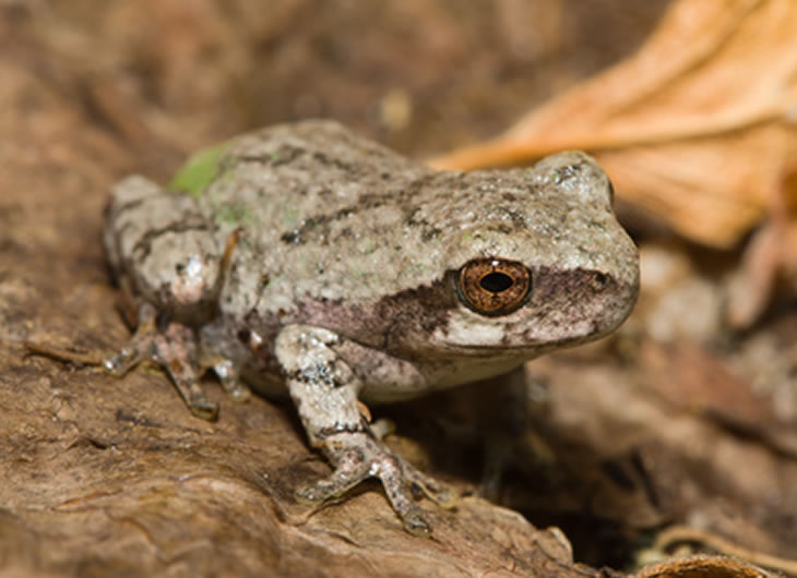 Gray Treefrog Gray Tree Frog: Pet Care Guide & FAQ | Reptile Centre