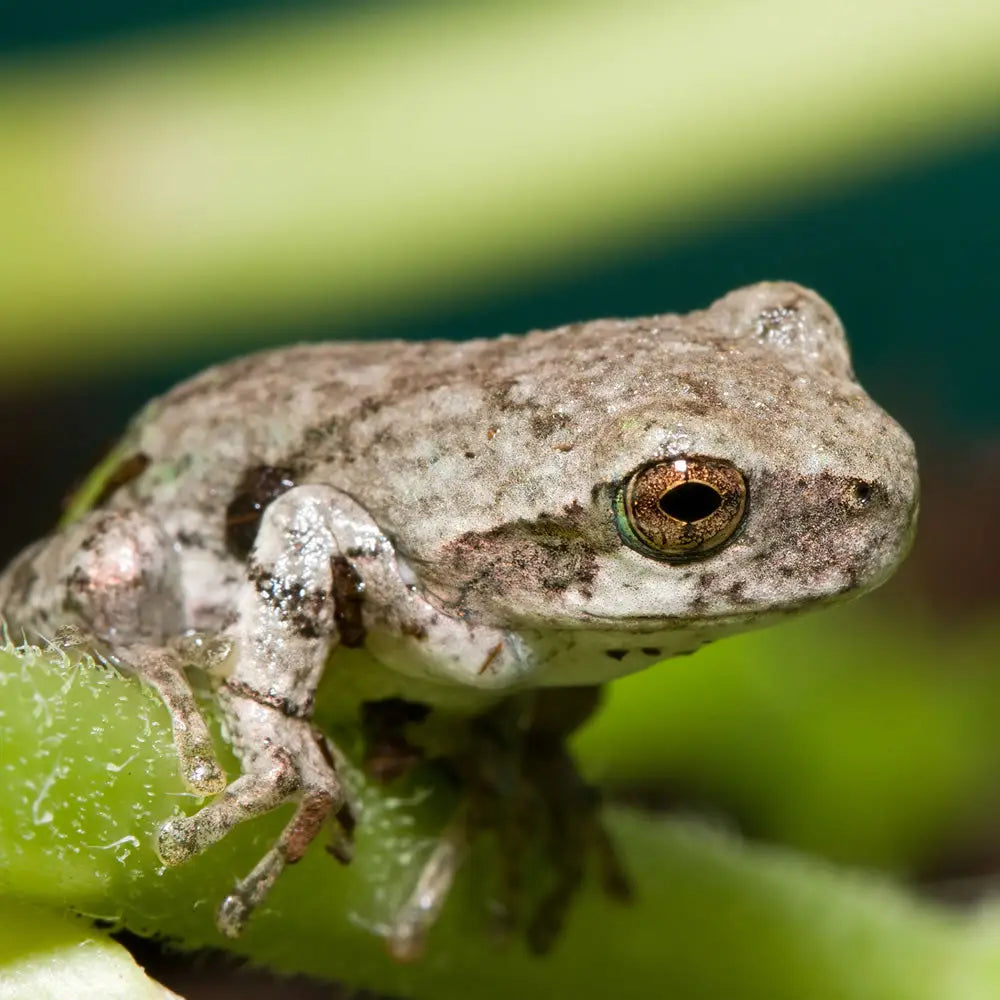 Buy Gray Tree Frog Setup online