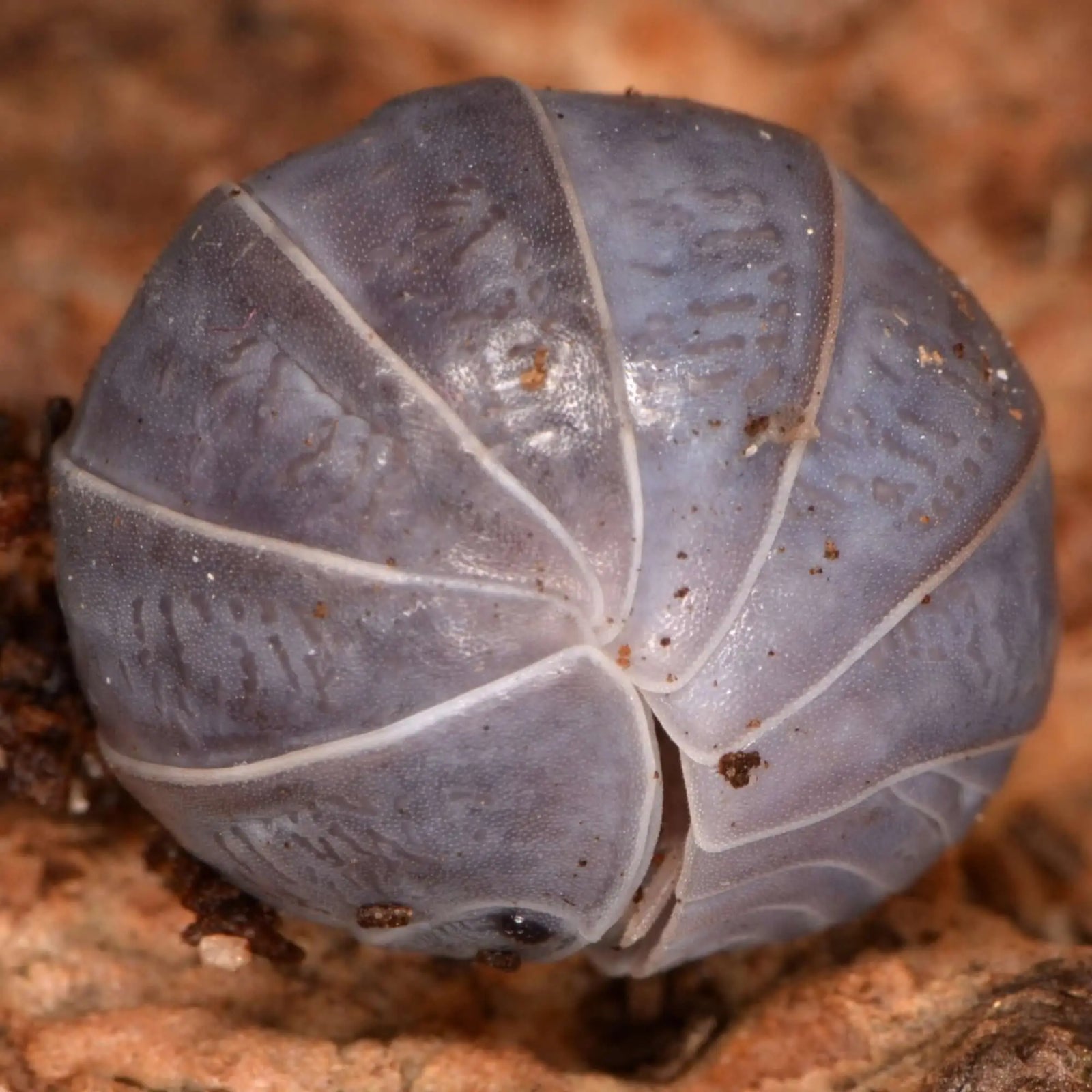 Buy Greek Pillbug Isopods - 10 Pack online