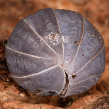 Greek Pillbug Isopods - 10 Pack
