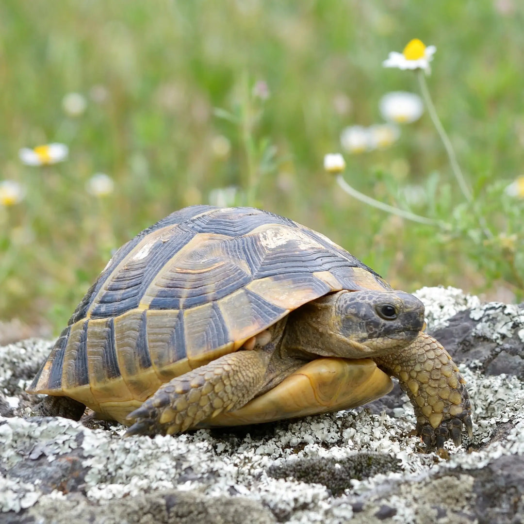 Greek spur thighed tortoise in a meadow on a rock