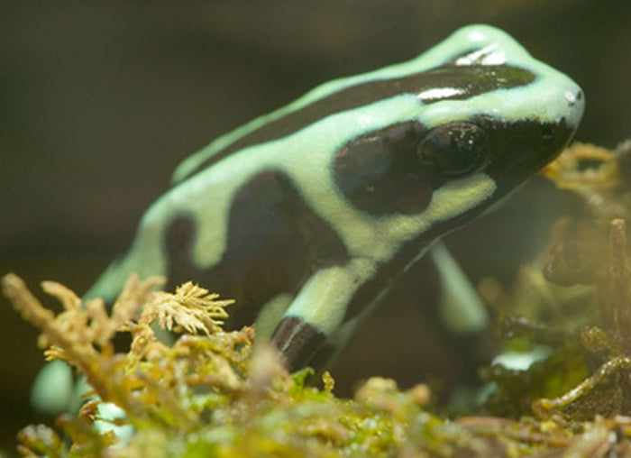 Green and Black Dart Frog Setup