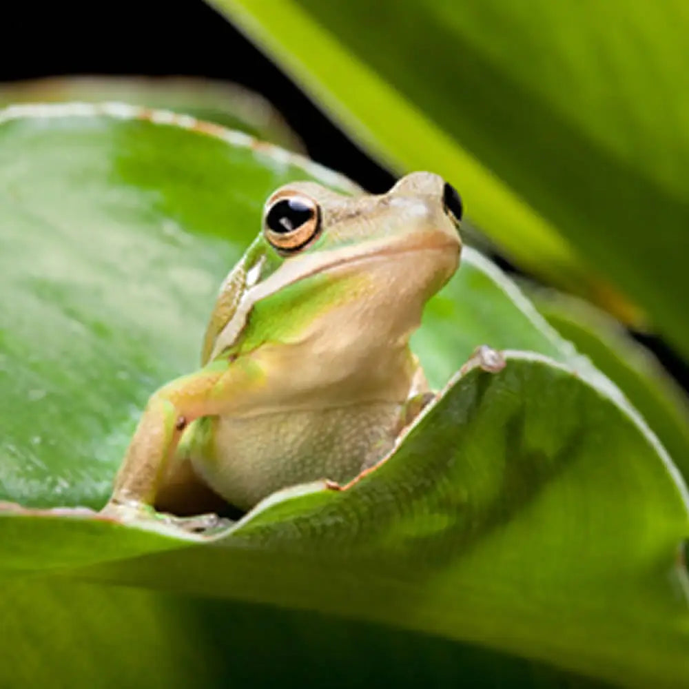 Buy Green Tree Frog Setup online