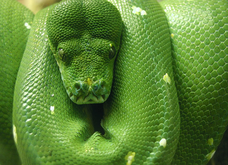 Green Tree Python Care Guide: Housing, Diet, Heating & Decor