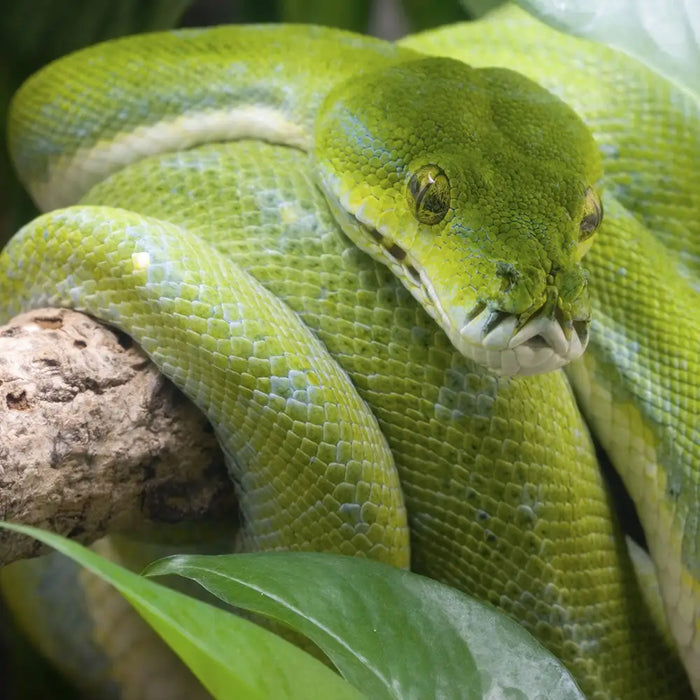 Green Tree Python Care: Housing & Diet Guide - Reptile Centre ...