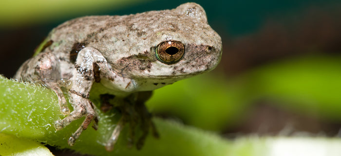 Grey Tree Frog Setup