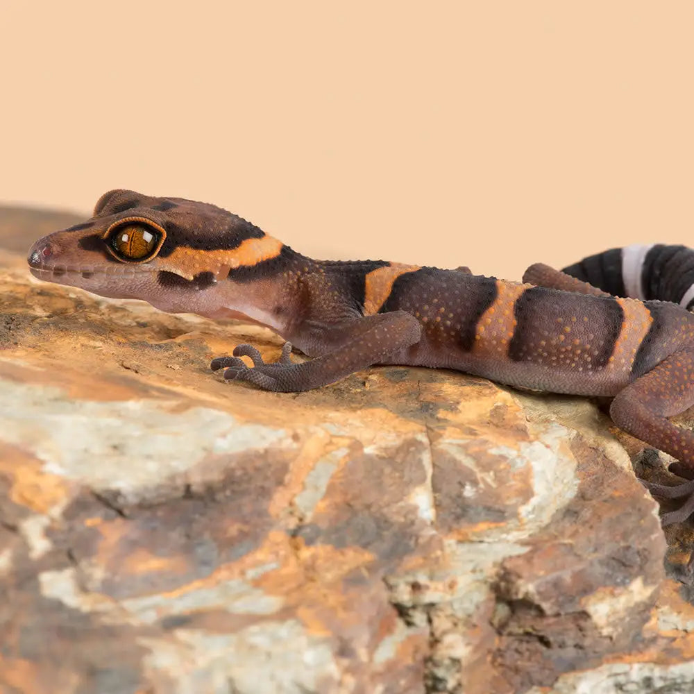 Buy Hainan Cave Gecko Setup online