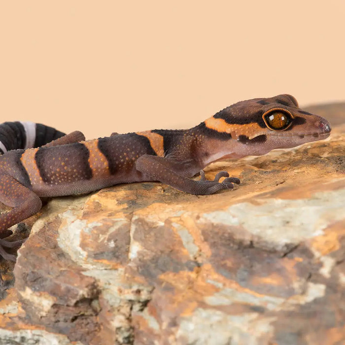 Chinese Cave Gecko Setup