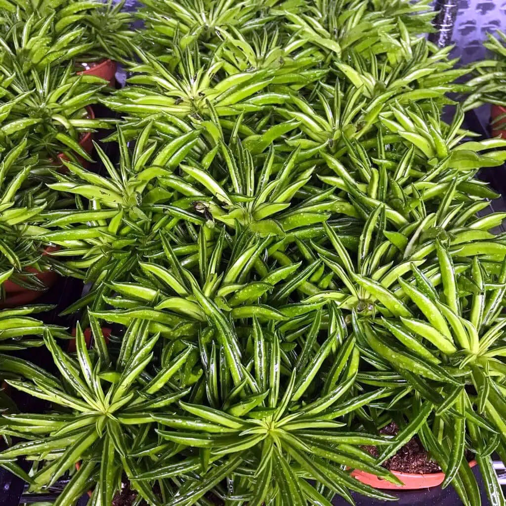 Buy Happy Bean Peperomia (Peperomia ferreyrae) Online at £5.39
