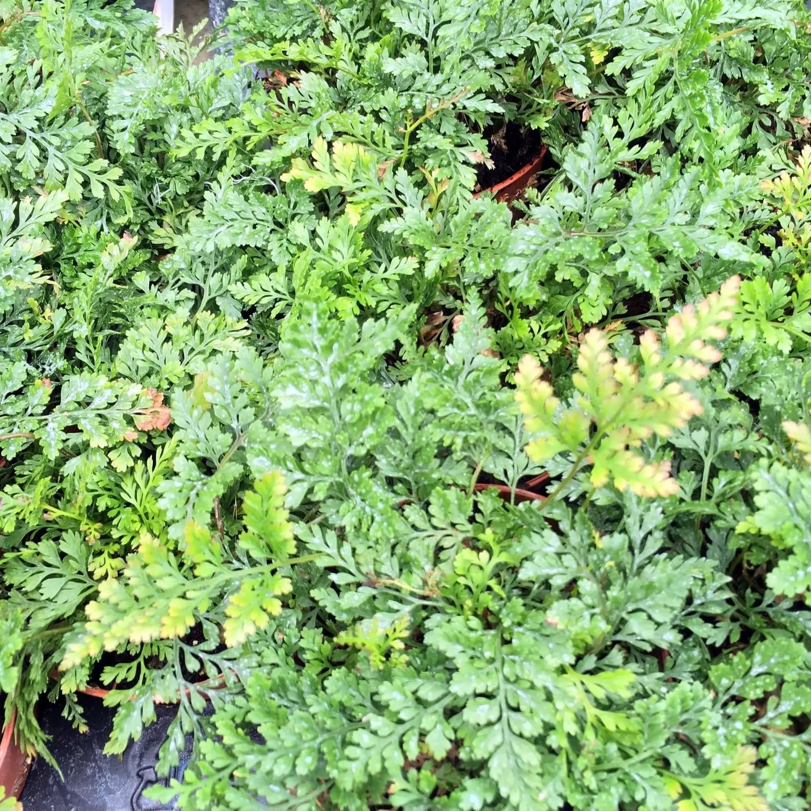 Buy Hares Foot Fern (Humata tyermannii) online