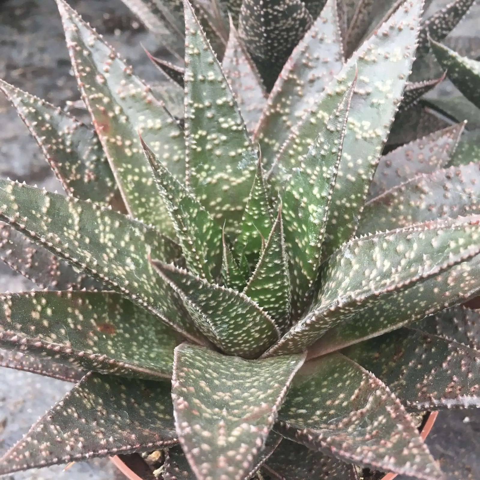 Buy Haworthia sp. online