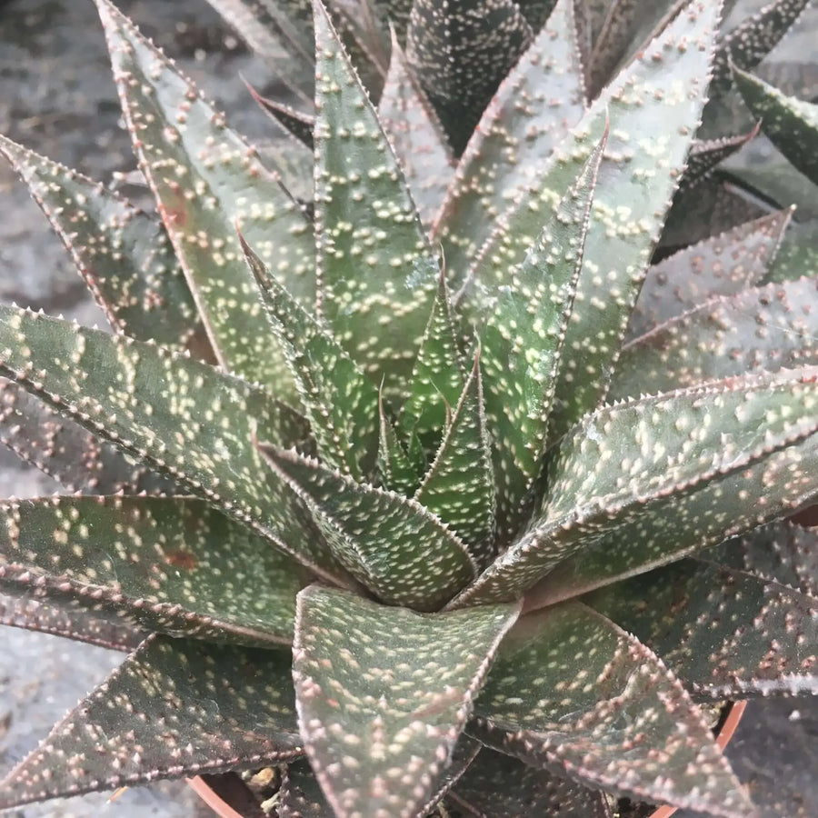 Buy Haworthia sp. (PPL052L) Online at £7.59 from Reptile Centre