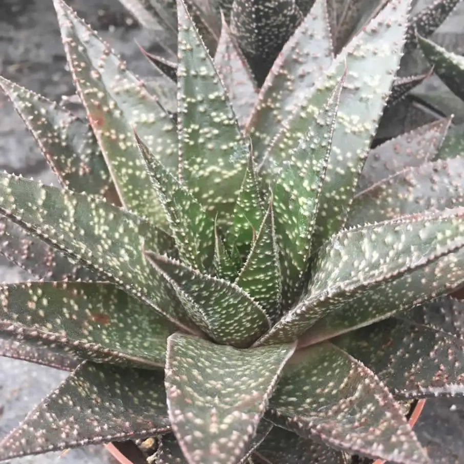 Buy Haworthia sp. online