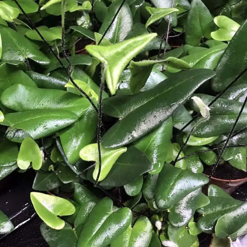 Buy Heart Fern (Hemionitus arifolia) online