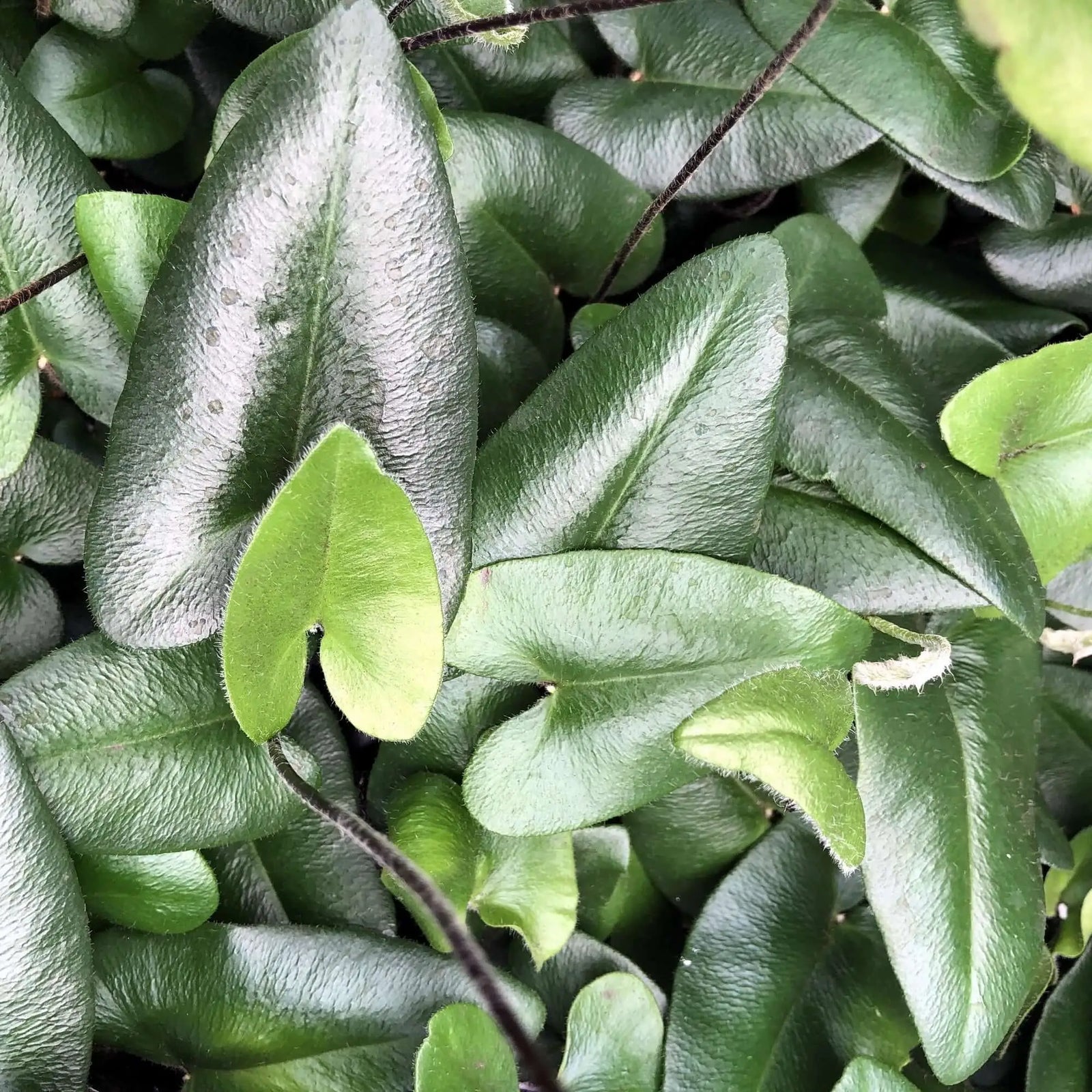 Buy Heart Fern (Hemionitus arifolia) online