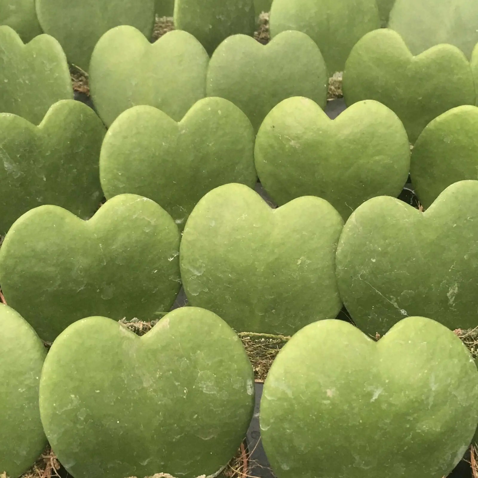 Buy Heart Leaf Hoya (Hoya kerrii) online