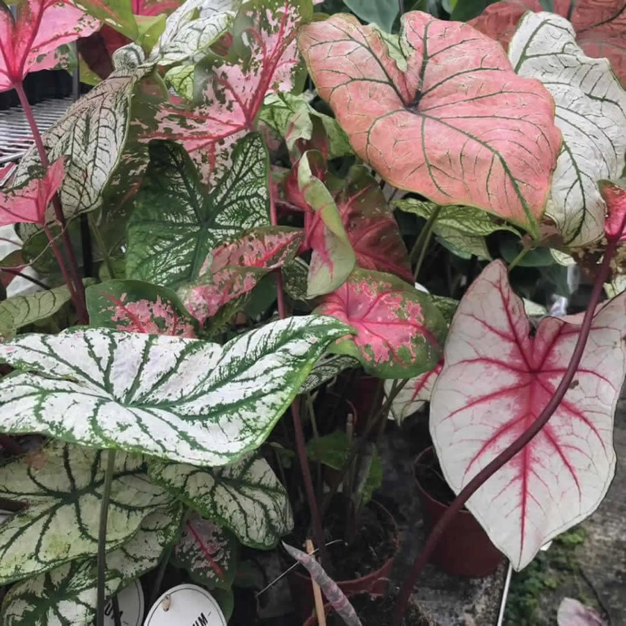 Buy Heart of Jesus (Caladium sp.) (PPL498L) Online at £18.99 from Reptile Centre