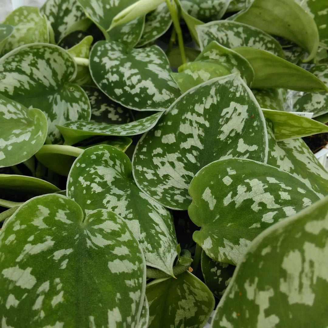 heart-leaf philodendron or a snake plant Heartleaf Philodendron (Philodendron scandens)