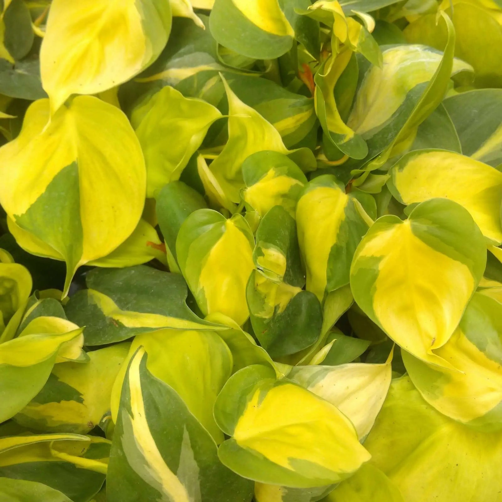 Buy Heartleaf Philodendron (Philodendron scandens) online