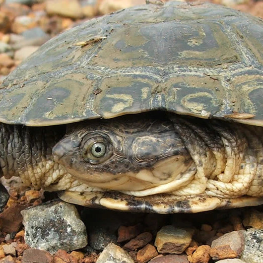 African Helmeted Turtle Setup 