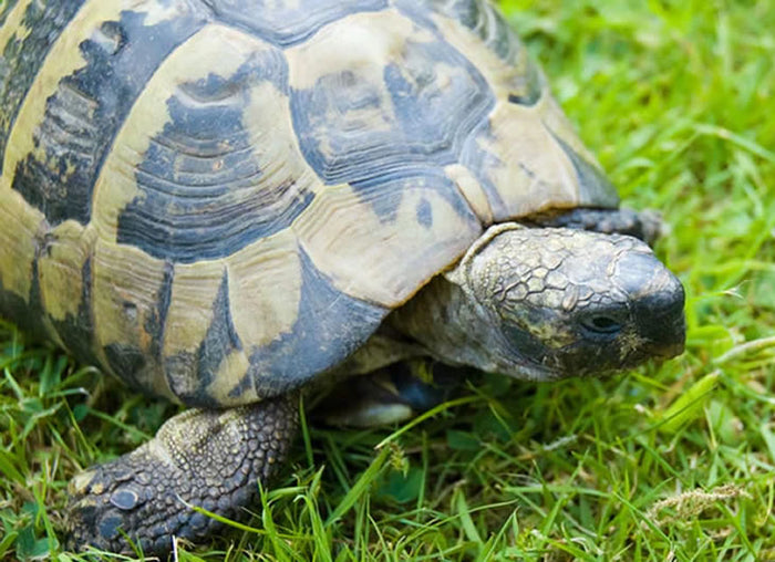 Hermann's Tortoises For Sale