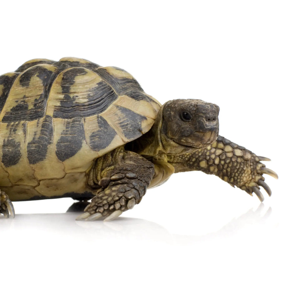 Hermanns Tortoise on a white background