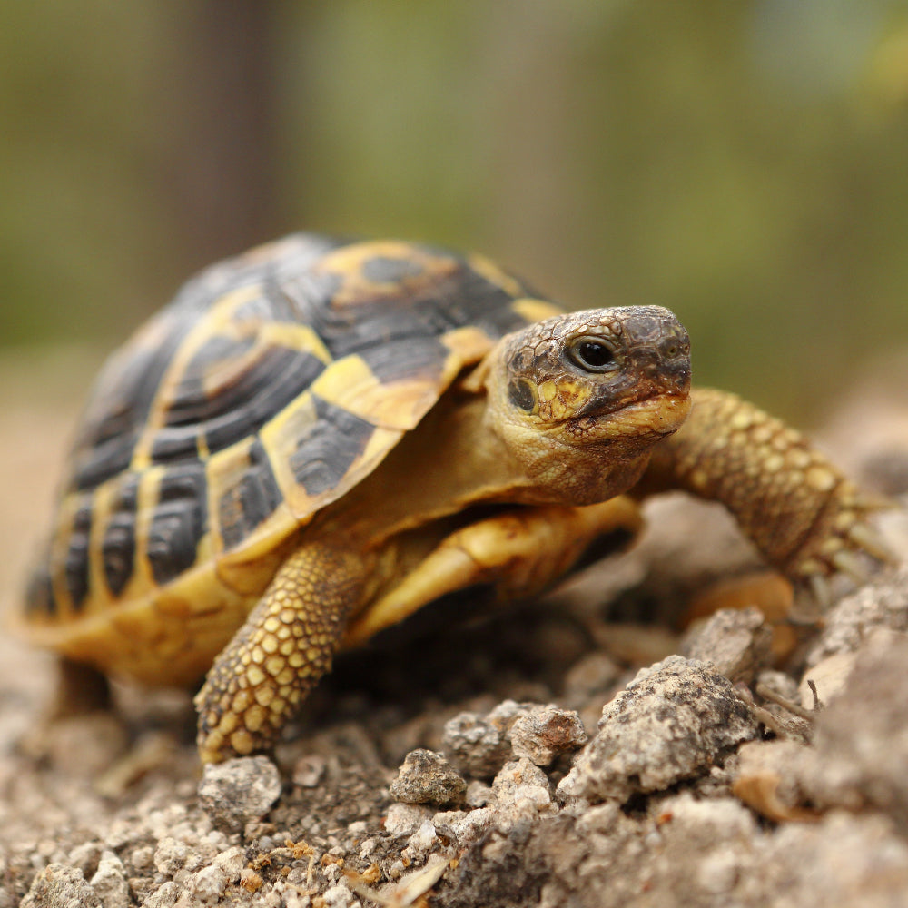 A juvenile hermanns tortoise with yellow and brown patterns climbing up a low incline gravel hill.
