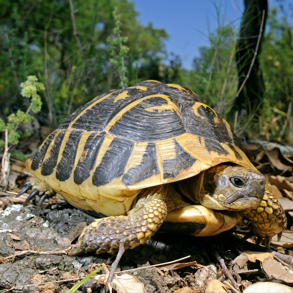 A hermann's tortoise walking over a forest floor with striking yellow and black patterns on its shell.