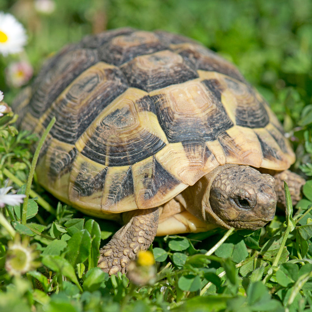 A juvenile Hermann's totoise in a clover field with daisys in the background.