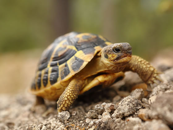 Reptalis Tortoise Straw Bedding Pellets - Natural Substrate For Hermanns, Horsefields, Snakes & Lizards