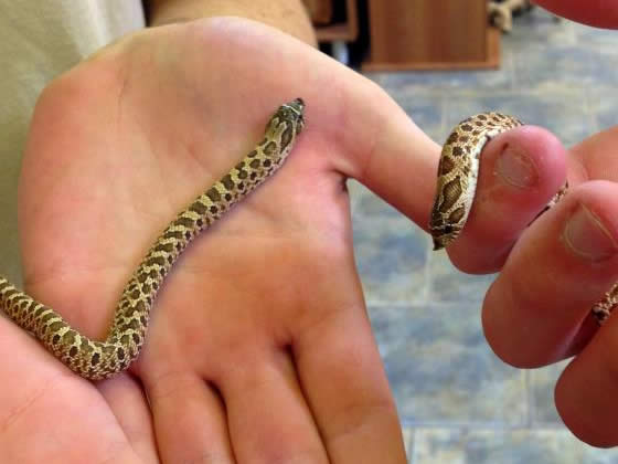 Western Hognose Snakes For Sale