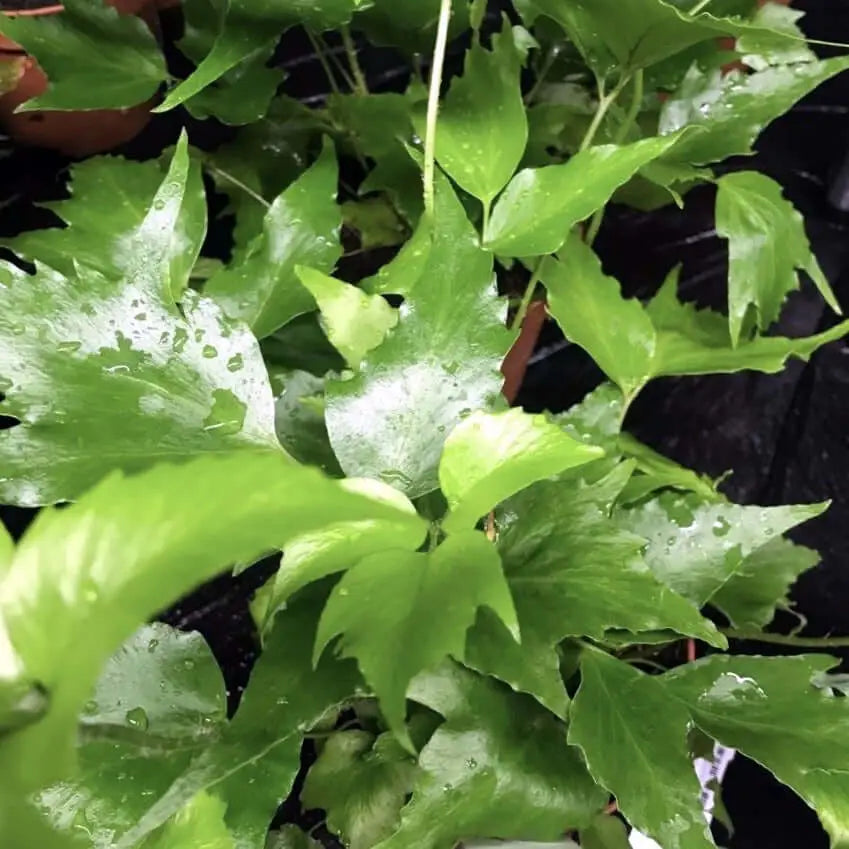 Buy Holly Fern (Cyrtomium fortuunei) online