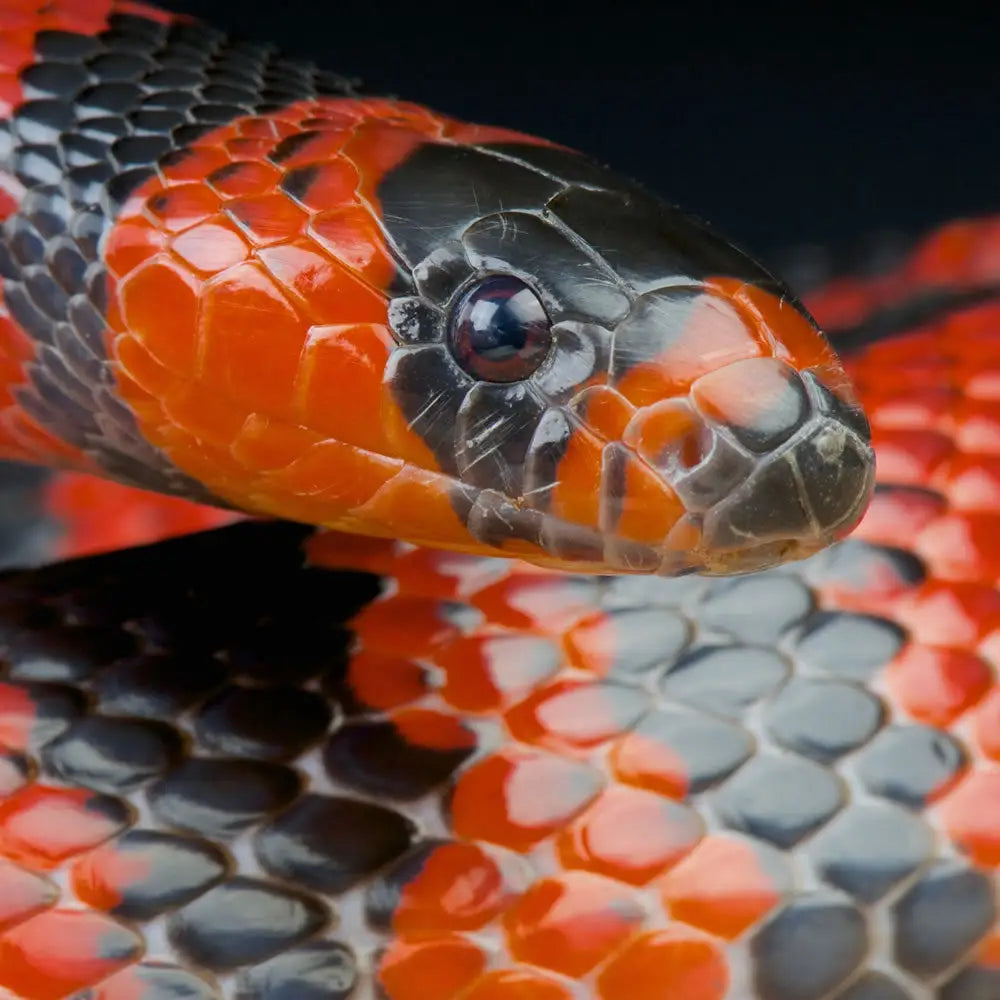 Buy Honduran Milk Snake Setup online