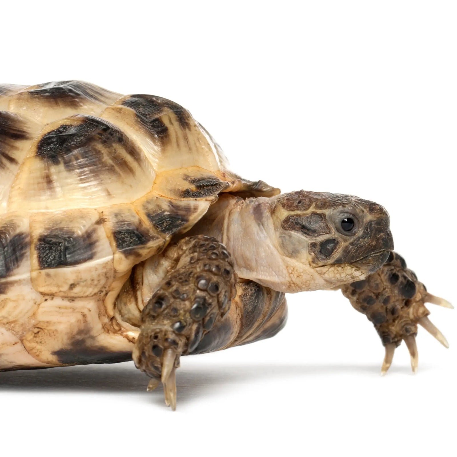 Buy Horsfield Tortoise Setup online