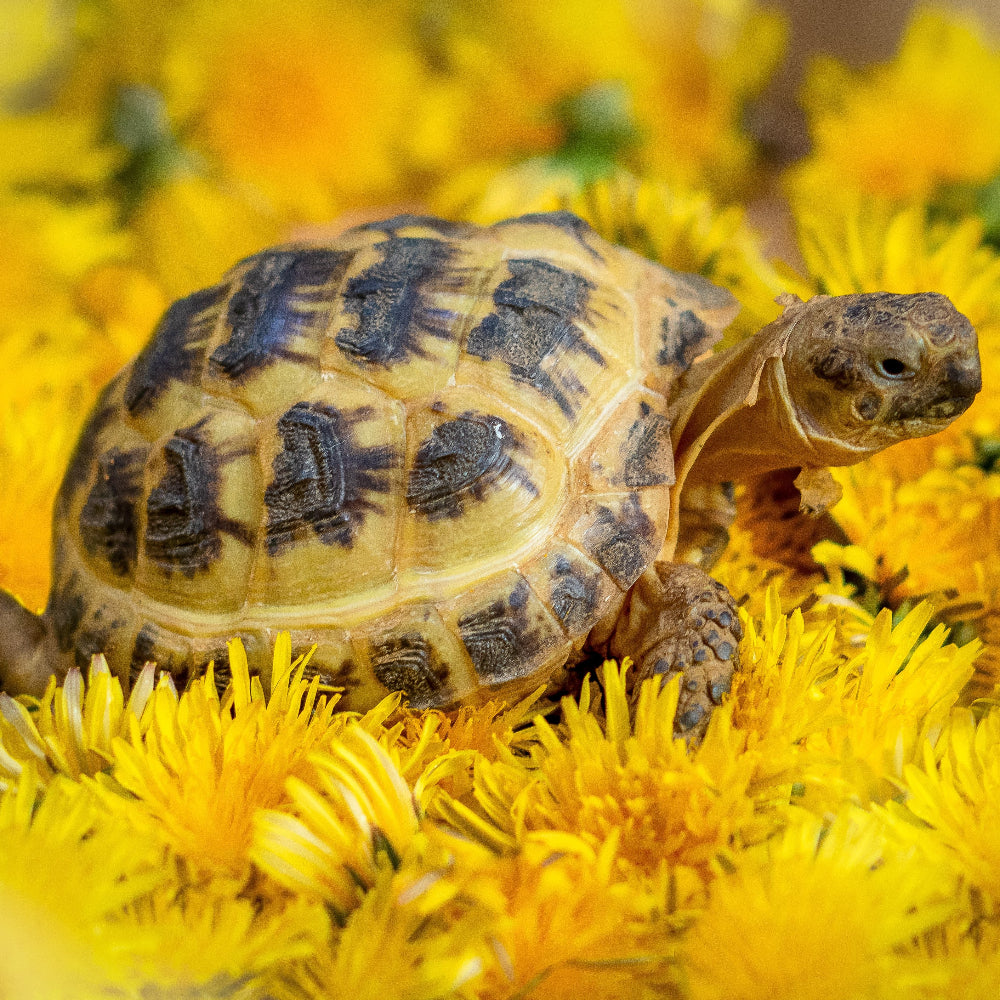 A baby horsfield tortoise laying on a bed of dandelions