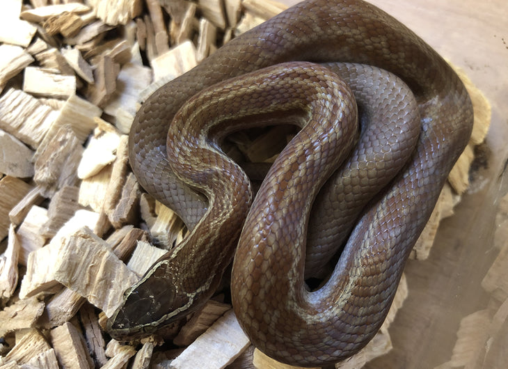 Buy African House Snake Setup Online