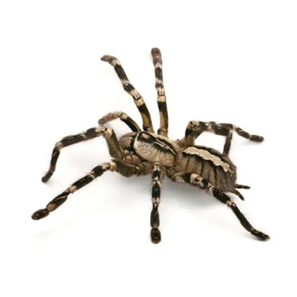 Buy Indian Ornamental Tarantula Setup online