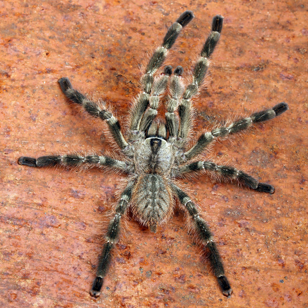 A juvenile Indian ornamental tarantula climbing up a sanded wooden ornament