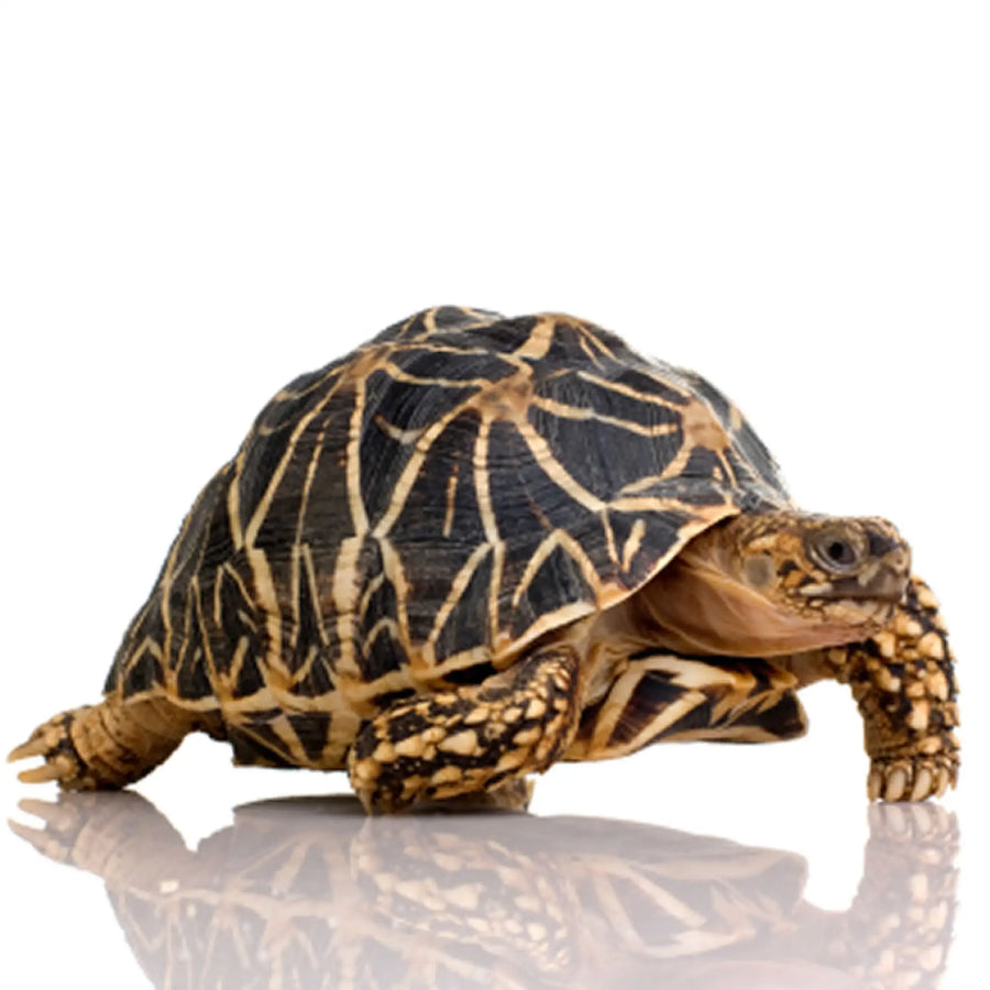 Indian Star Tortoise Setup