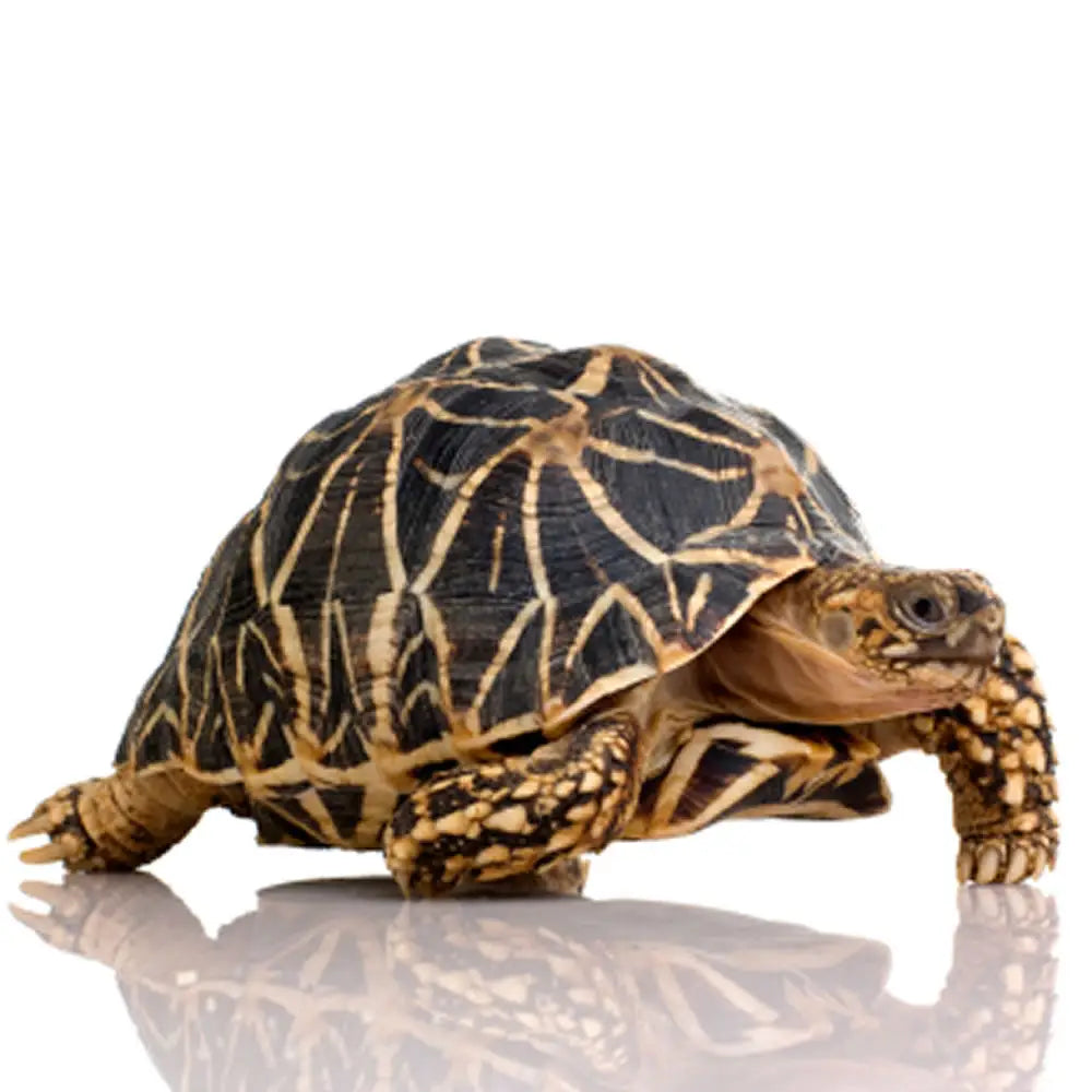 Buy Indian Star Tortoise Setup online