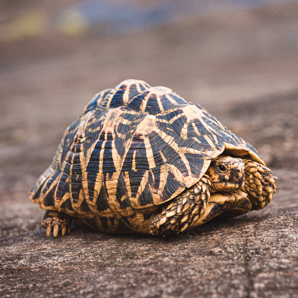 An Indian Star Tortoise, Geochelone elegans, with striking black and beige stripped patterns.