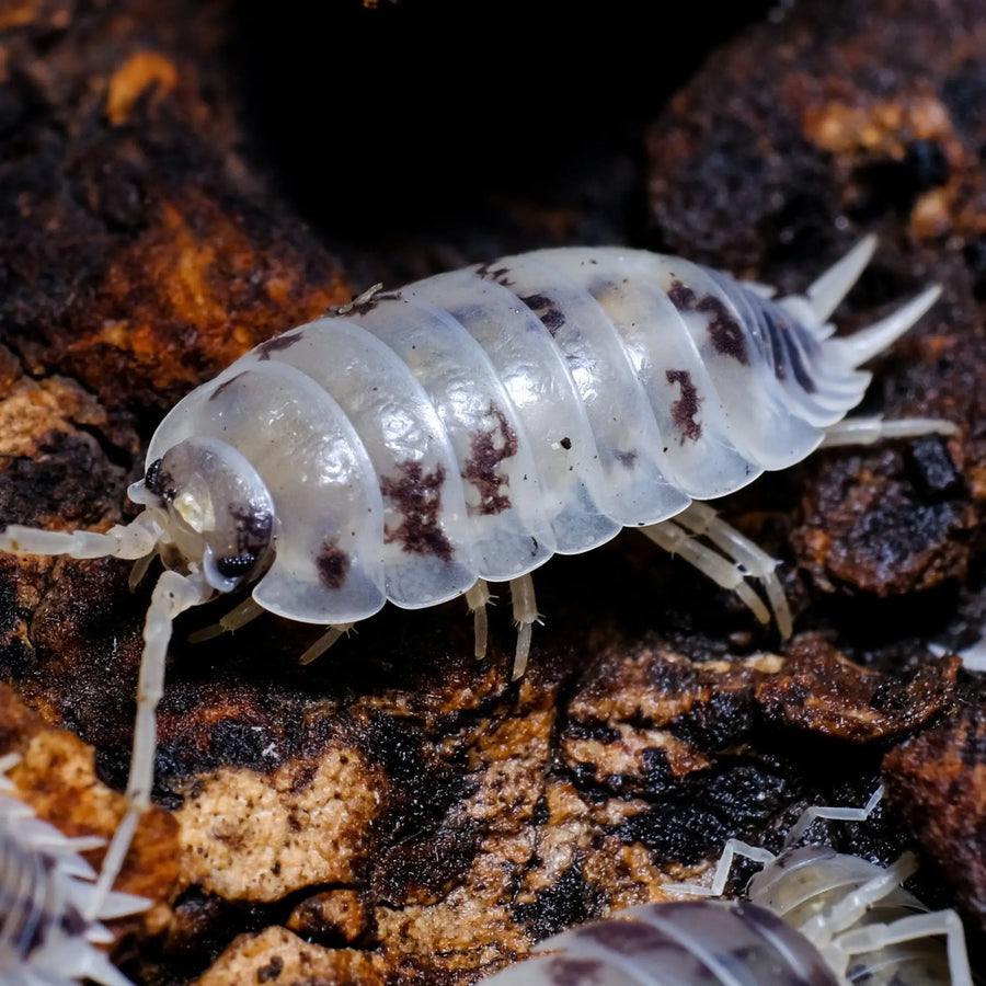 Isopod setups