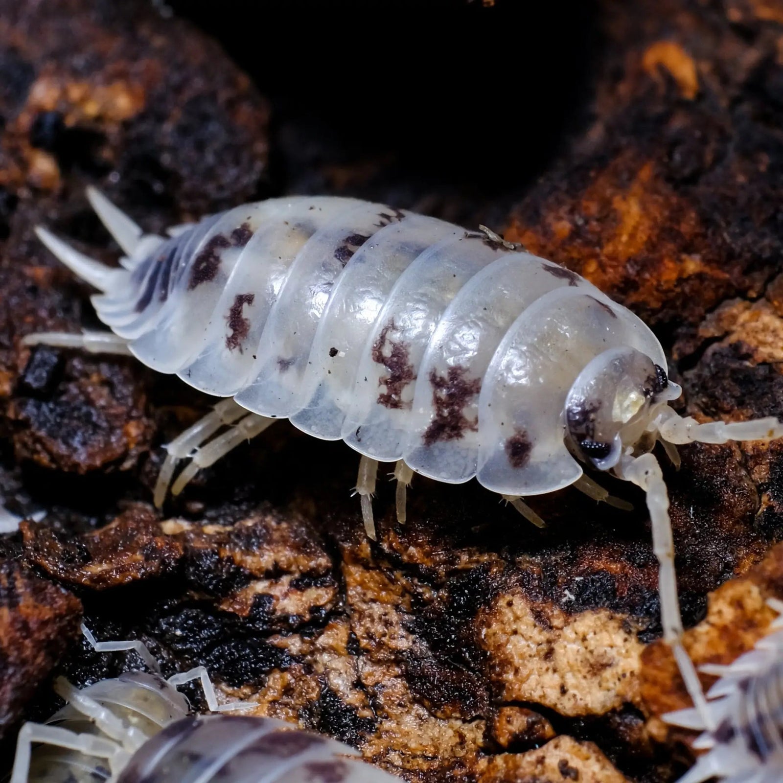 Buy Isopod Setup online