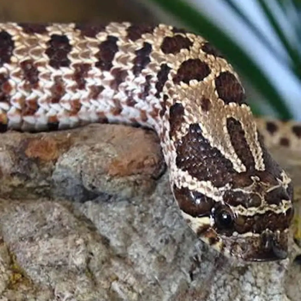 A picture of Jack, one of Northampton Reptile Centres pet western hognose snakes rersting on a cork decoration.