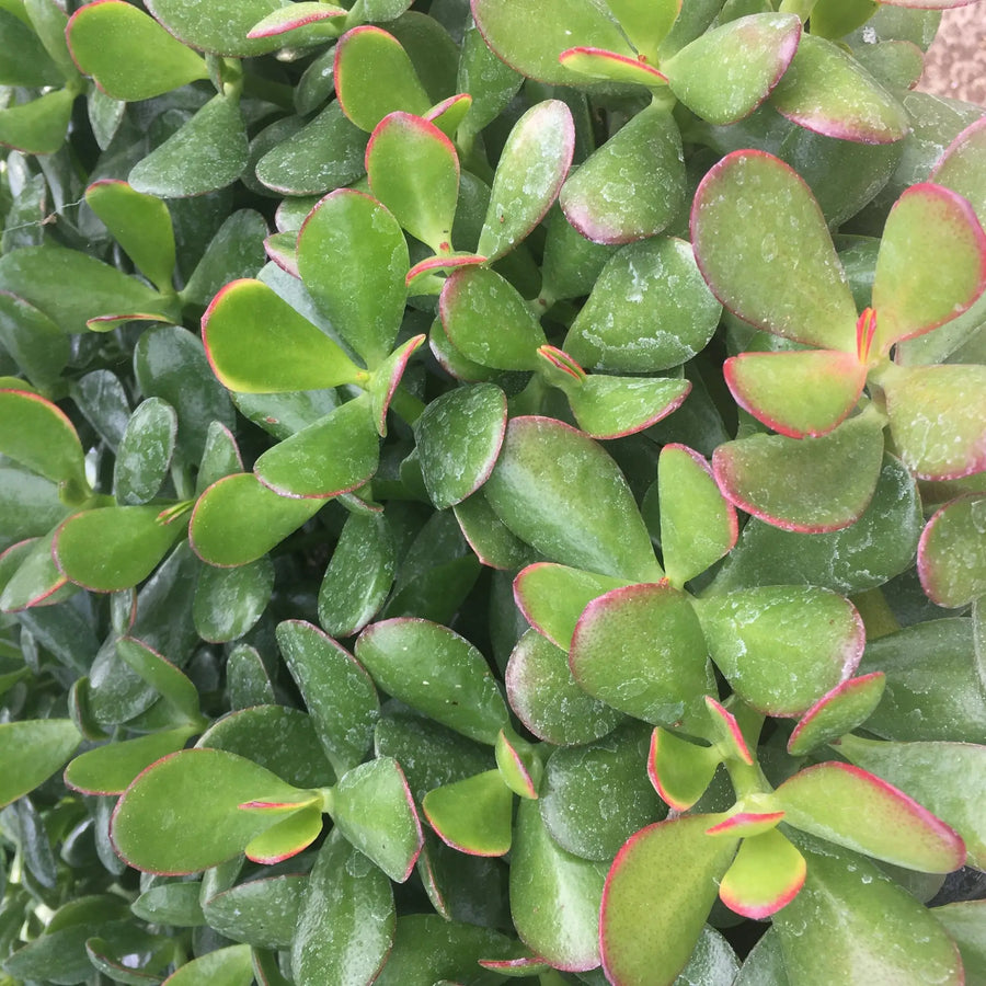 Buy Jade Plant 'Argentea' (Crassula ovata) (PPL048L) Online at £6.64 from Reptile Centre