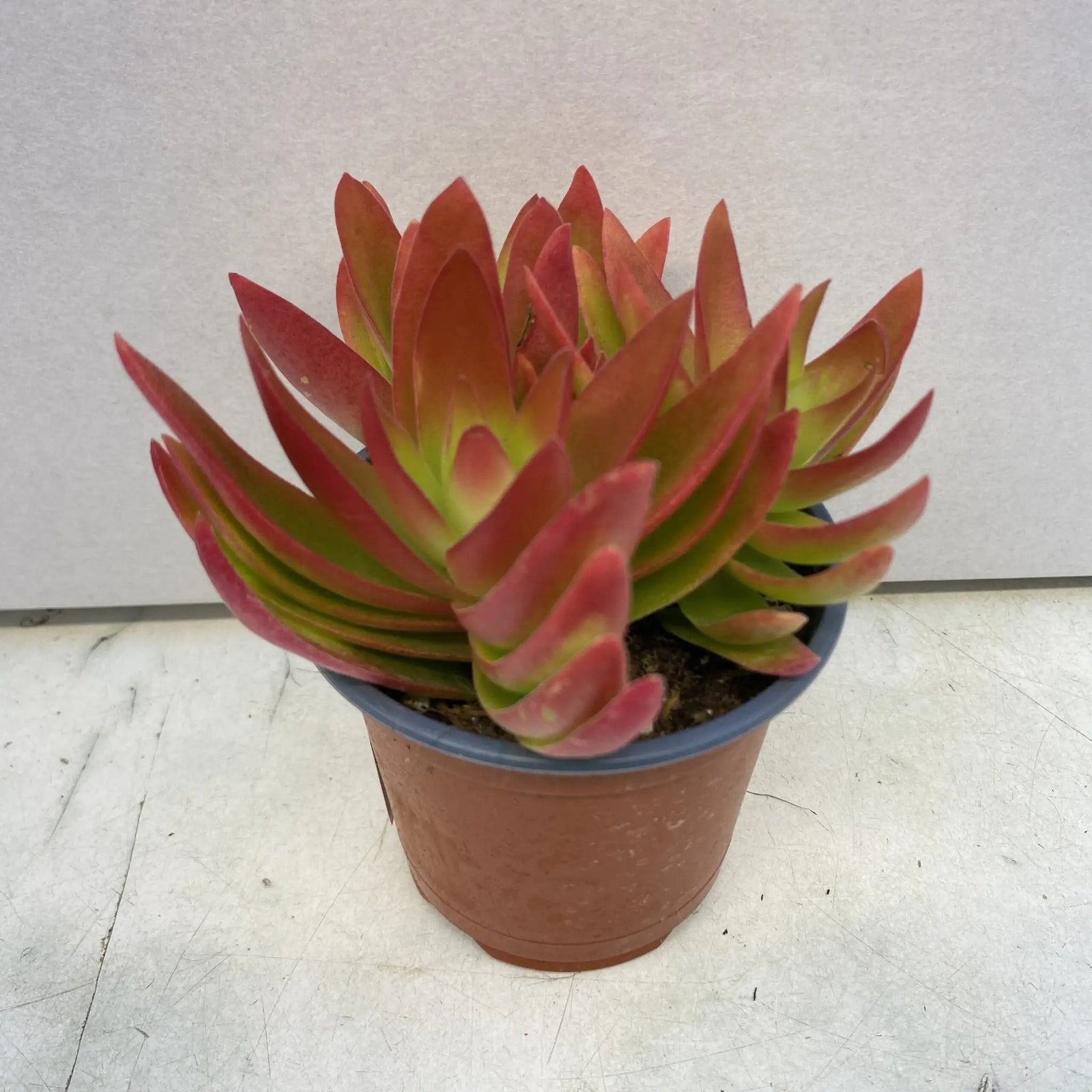 Buy Jade Plant (Crassula sp.) 'Fire' online