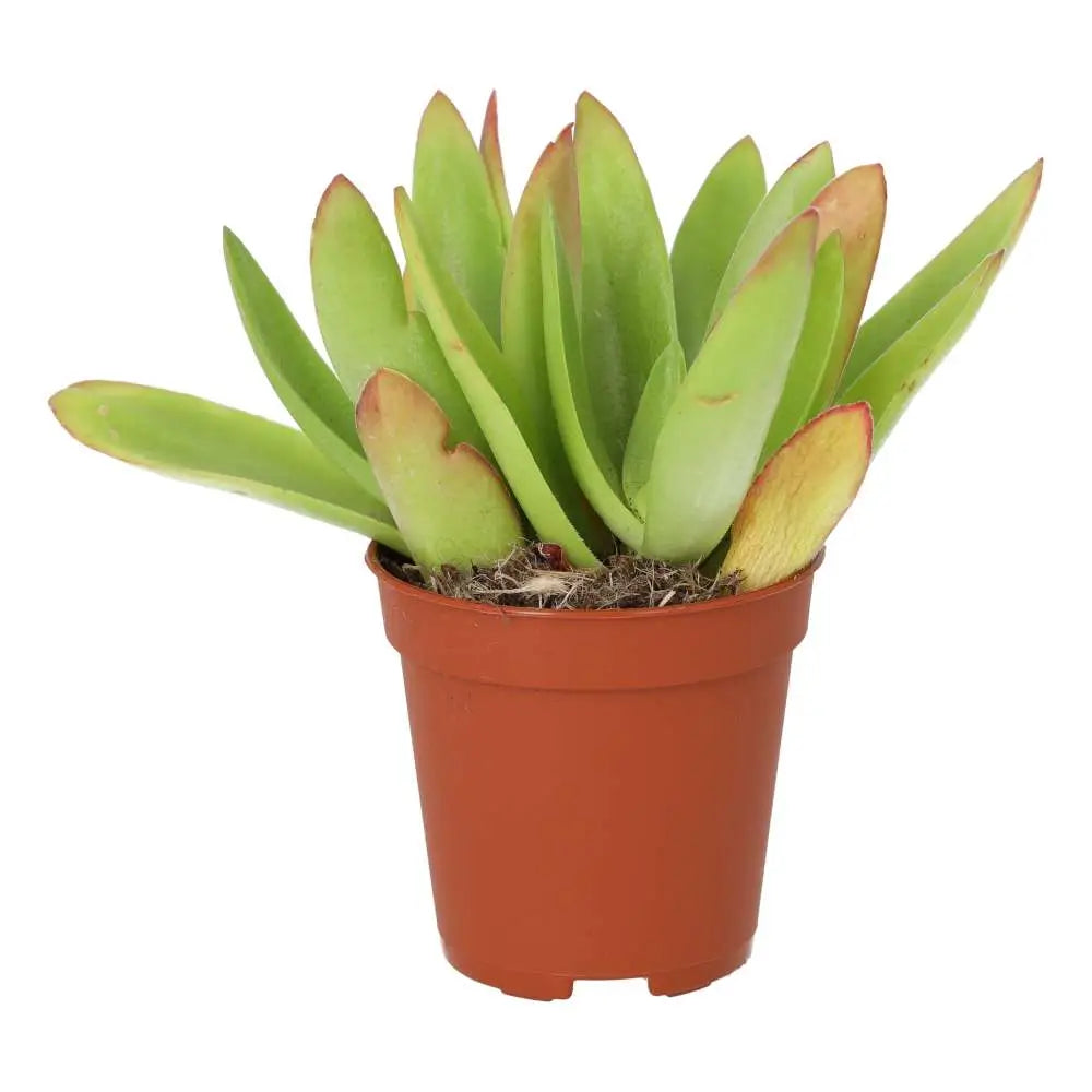 Buy Jade Plant (Crassula sp.) 'Fire' online