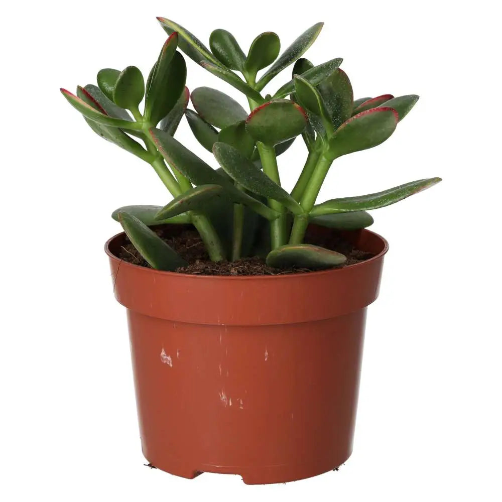 Buy Jade Plant (Crassula sp.) online