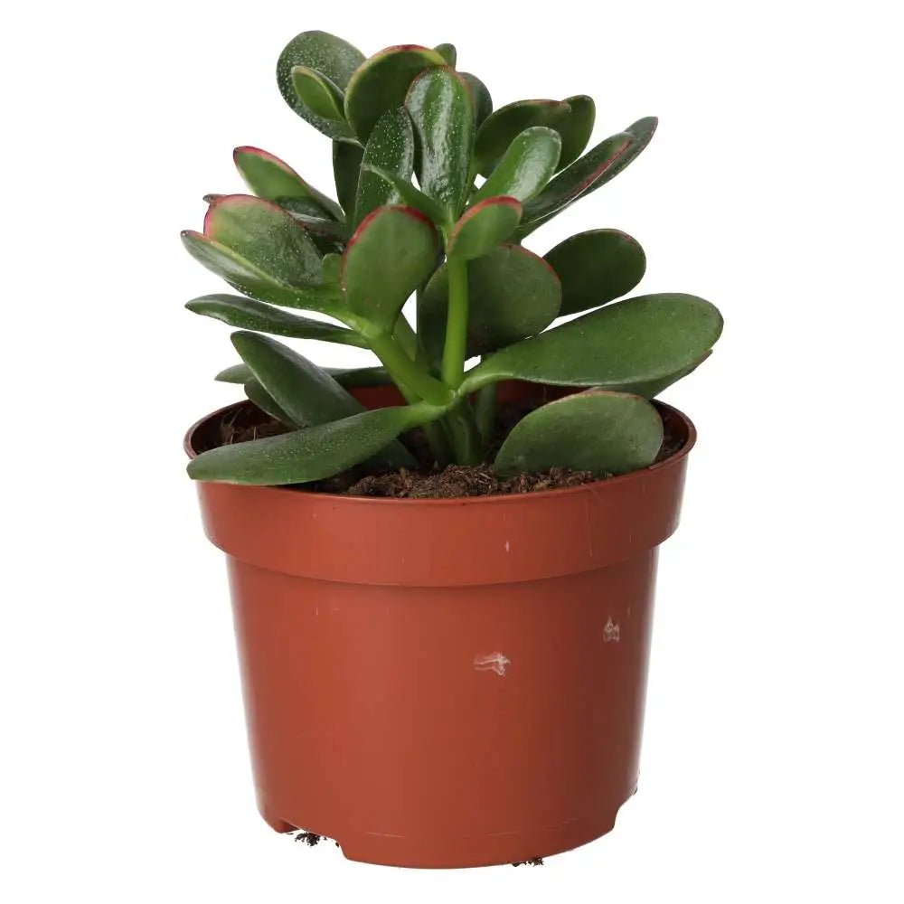 Buy Jade Plant (Crassula sp.) online
