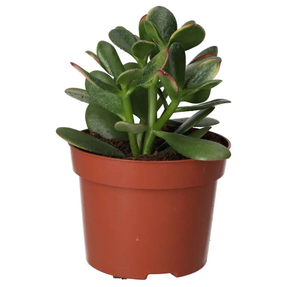 large jade plant for sale uk Jade Plant (Crassula sp.)